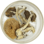 African Cubensis (Panaeolus africanus) | Magic Mushrooms Vancouver Canada