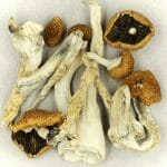 Creeper | Magic Mushrooms Vancouver Canada