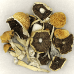 Penis Envy Cubensis | Magic Mushrooms Vancouver Canada
