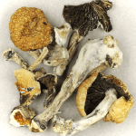 Thai Elephant | Magic Mushrooms Vancouver Canada
