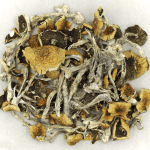 Daddy Long Legs | Magic Mushrooms Vancouver Canada