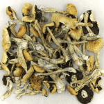 Puerto Rican | Magic Mushrooms Vancouver Canada