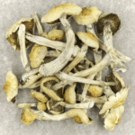 Blue Magnolia Rust | Magic Mushrooms Vancouver Canada