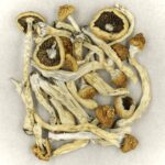 Texas Yellow Cap | Magic Mushrooms Vancouver Canada