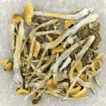 Trinity | Magic Mushrooms Vancouver Canada