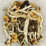 Cuban | Magic Mushrooms Vancouver Canada