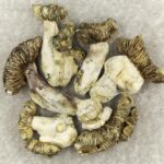 White Burma | Magic Mushrooms Vancouver Canada