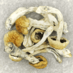 Chitwan Nepal | Magic Mushrooms Vancouver Canada