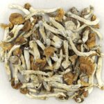 Florida White | Magic Mushrooms Vancouver Canada