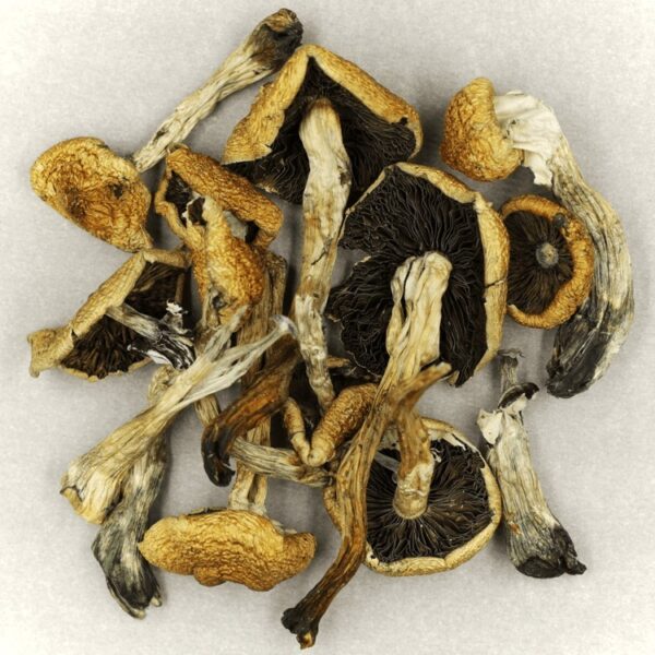 Malabar | Magic Mushrooms Vancouver Canada