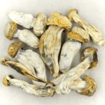 Melmac | Magic Mushrooms Vancouver Canada