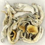 Treasure Coast | Magic Mushrooms Vancouver Canada