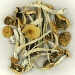 Mexicana | Magic Mushrooms Vancouver Canada