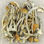 Amazonian Cubensis | Magic Mushrooms Vancouver Canada