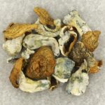 King Kong | Magic Mushrooms Vancouver Canada