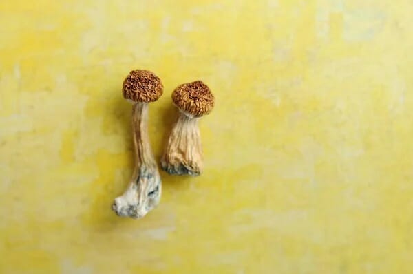 9 Points to Keep in Mind Prior to Experimenting with Lemon Tek