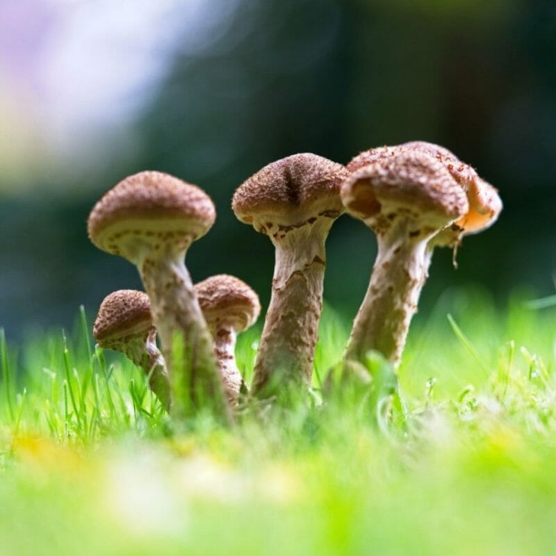 Mushroom Dispensary | Magic Mushrooms Vancouver Canada