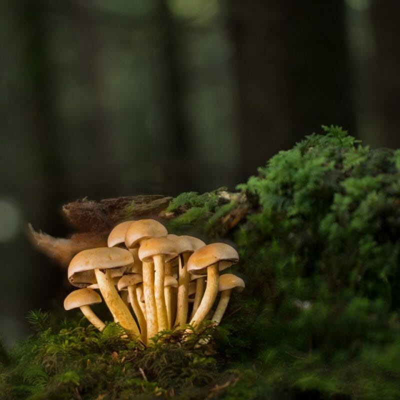 Strongest Mushroom Strains | Magic Mushrooms Vancouver Canada
