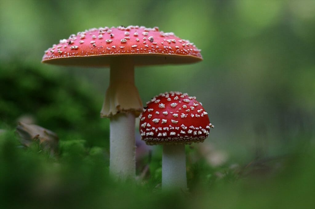 A Collection of Shroom Products From Magic Mushroom Dispensary Magic Mushroom Dispensary