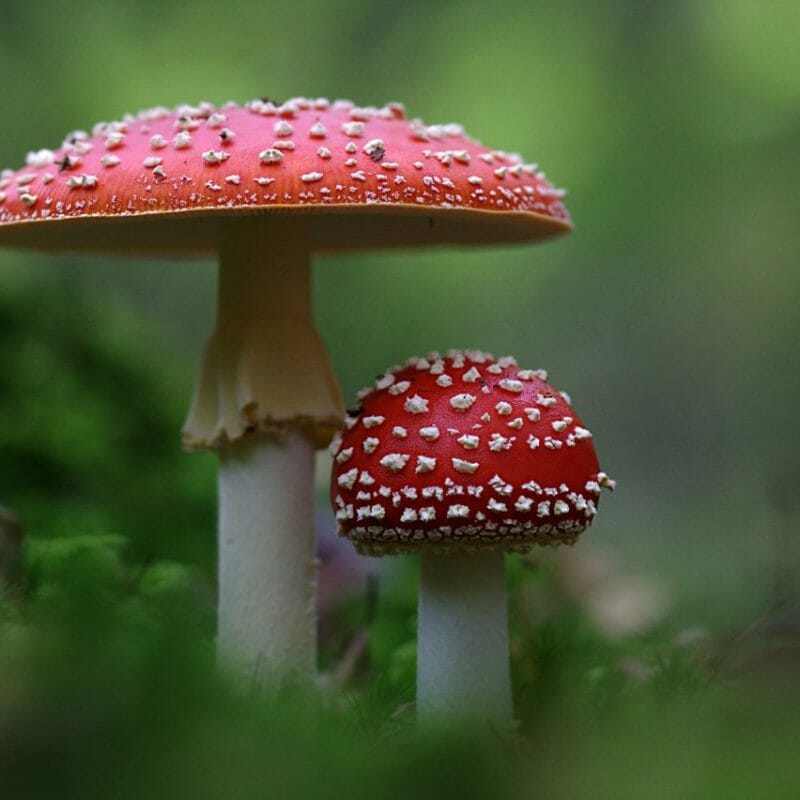 Magic Mushrooms Canada | Magic Mushrooms Vancouver Canada