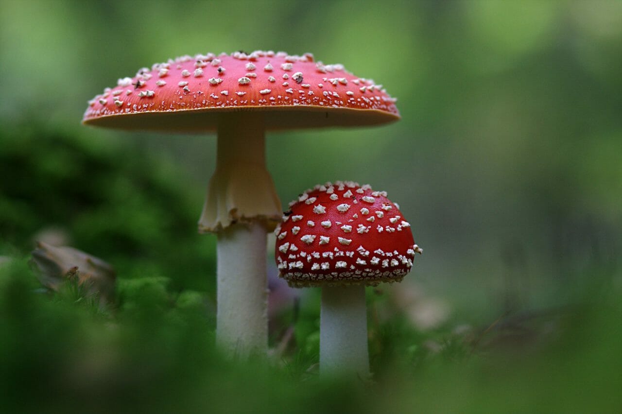 The Ascendancy of Magic Mushrooms in Canada: Best Varieties to Experiment With