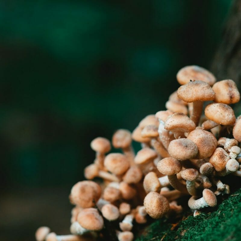 Mushroom Dispensary - Zoomies | Magic Mushrooms Vancouver Canada