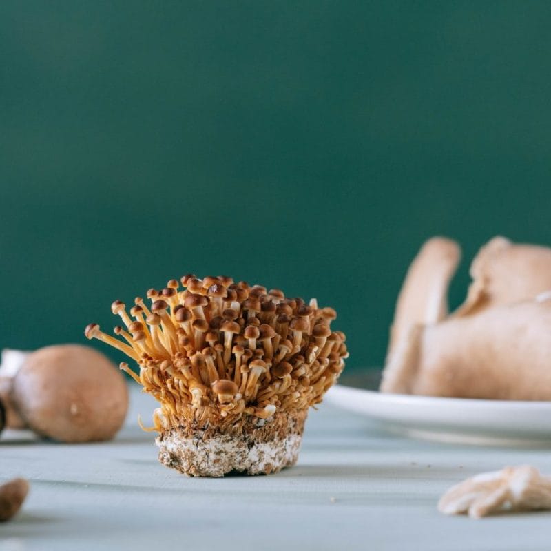 Buy Magic Mushroom | Magic Mushrooms Vancouver Canada