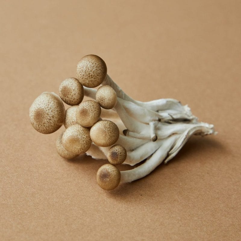 strongest mushroom strain | Magic Mushrooms Vancouver Canada