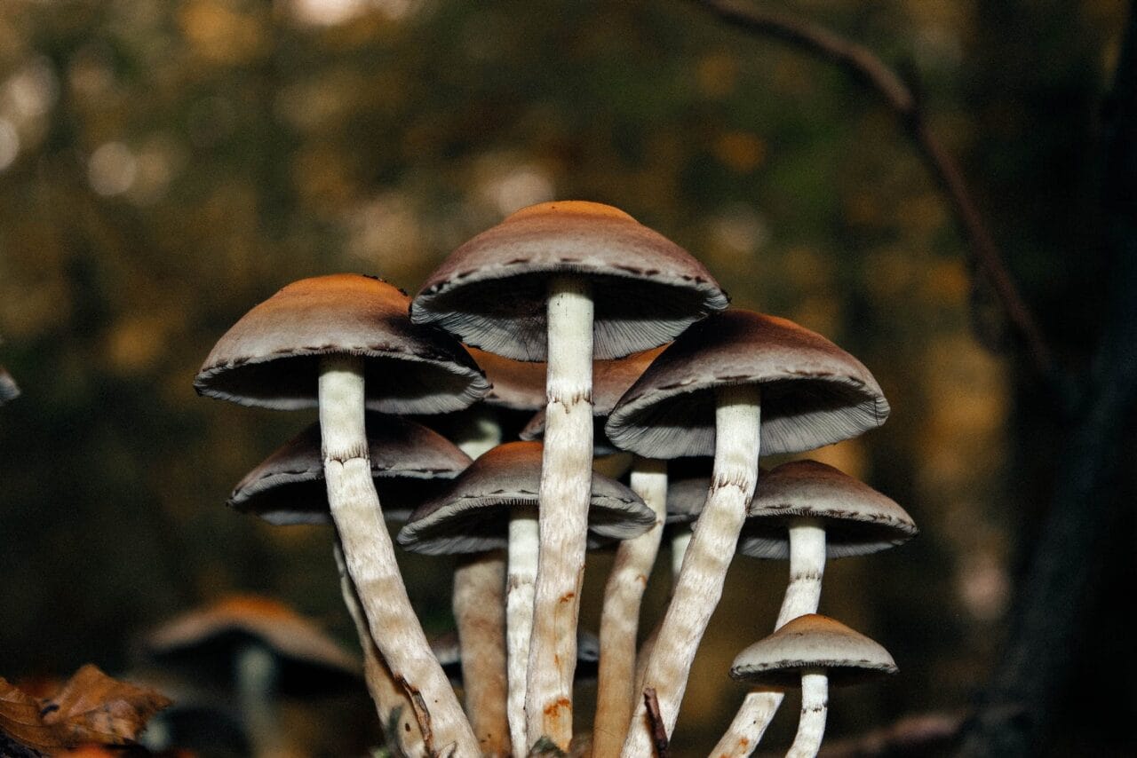 A Collection of Cases Regarding Microdose Mushrooms Used for Long-Term Pain Alleviation