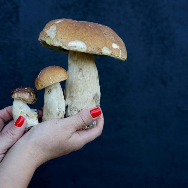 Shrooms Online | Magic Mushrooms Vancouver Canada