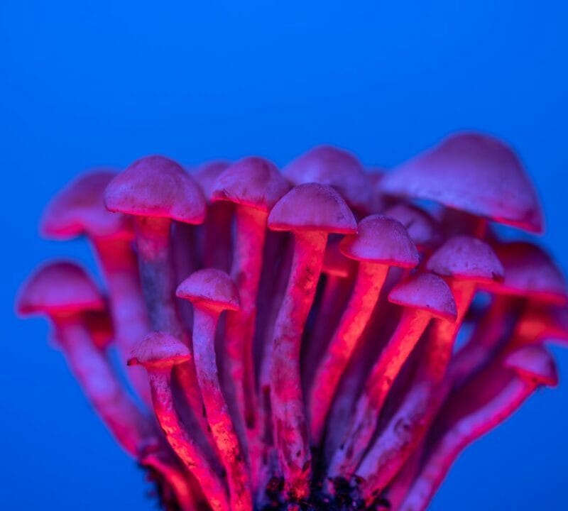 Shrooms Delivery in Canada | Magic Mushrooms Vancouver Canada