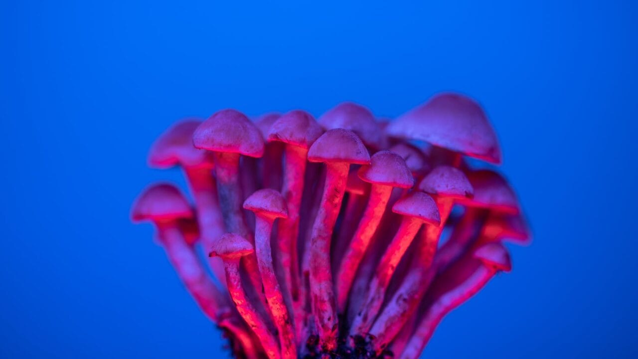 Optimal Mushroom Delivery for Cognitive Augmentation: Investigating the Advantages of Nootropics