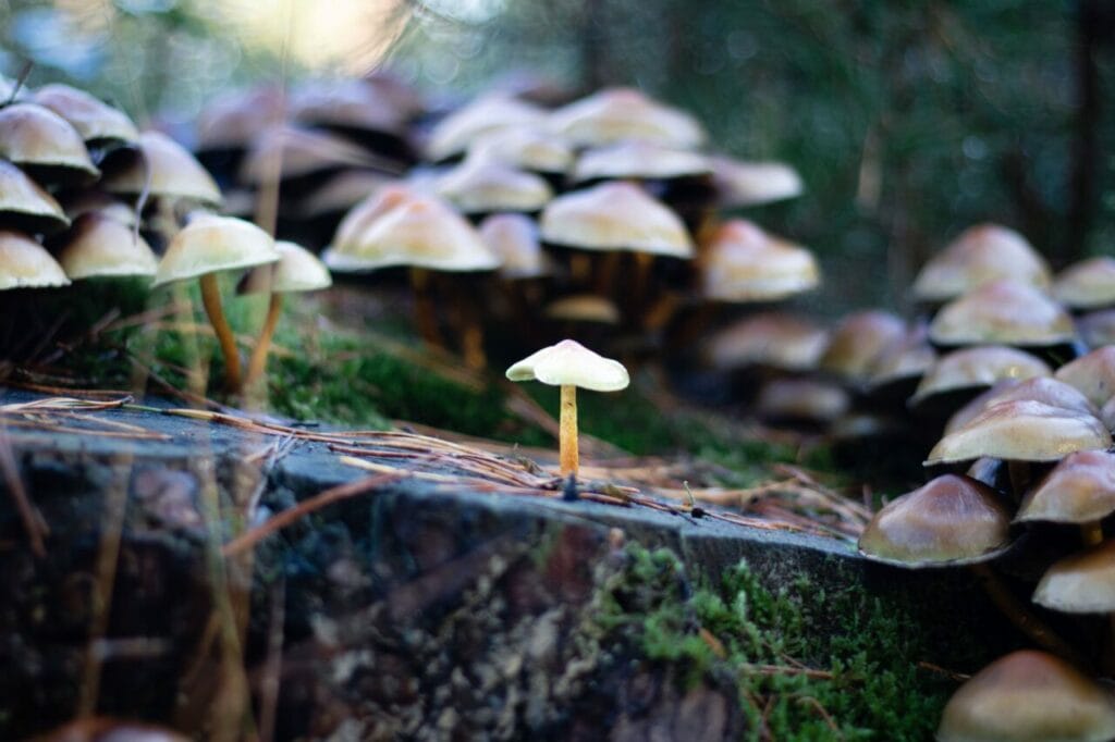 Shroom Delivery at Magic Mushrooms Vancouver Canada