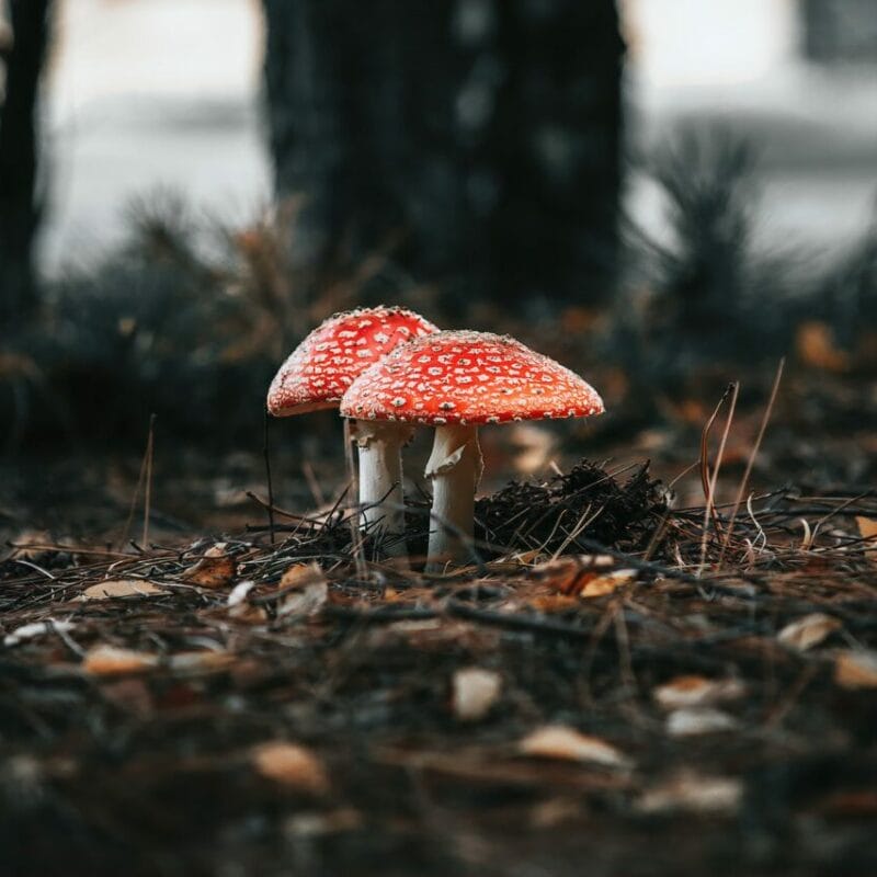 Shroom online delivery at Zoomies Canada | Magic Mushrooms Vancouver Canada