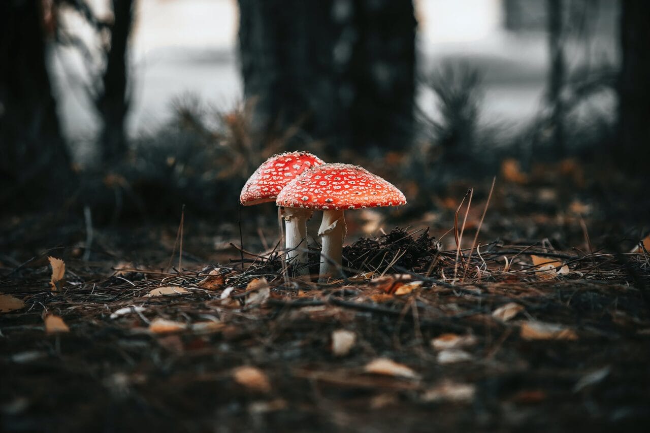 The Upheaval in Psilocybin: Manufacturing, Investigation, & Forward Course