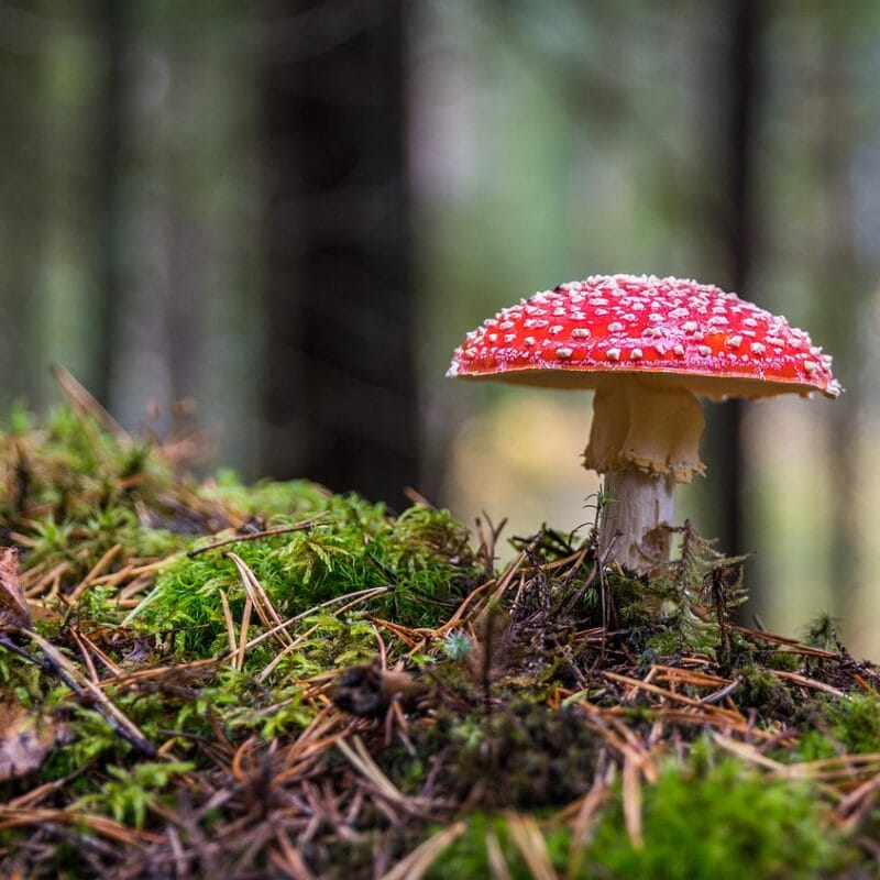 Shrooms Online in Canada | Magic Mushrooms Vancouver Canada