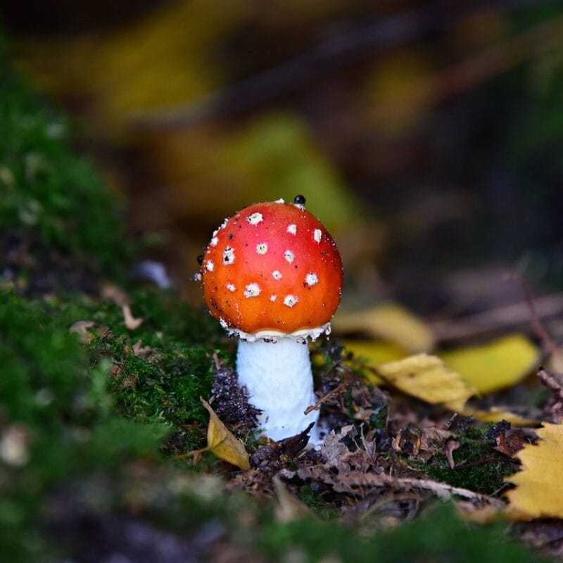 buy LSD online in Canada | Magic Mushrooms Vancouver Canada