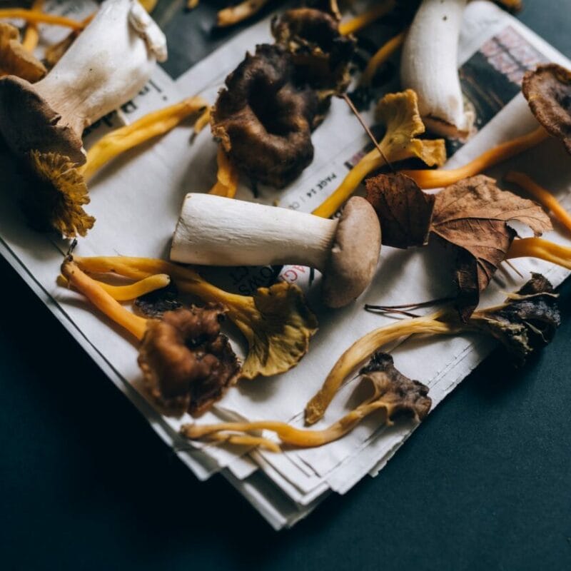 Mushroom chocolate at Zoomies Canada | Magic Mushrooms Vancouver Canada