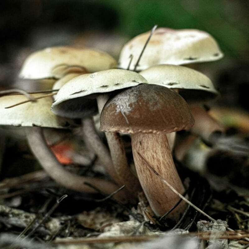 psilocybin mushroom | Magic Mushrooms Vancouver Canada