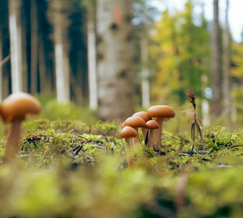 Magic Mushroom Dispensary | Magic Mushrooms Vancouver Canada