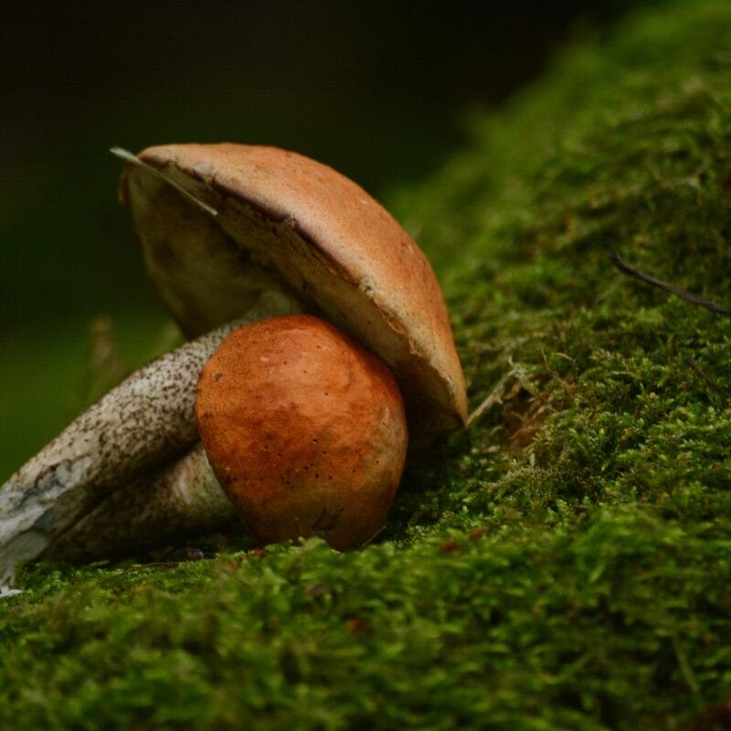 Mushroom Dispensary Vancouver | Magic Mushrooms Vancouver Canada