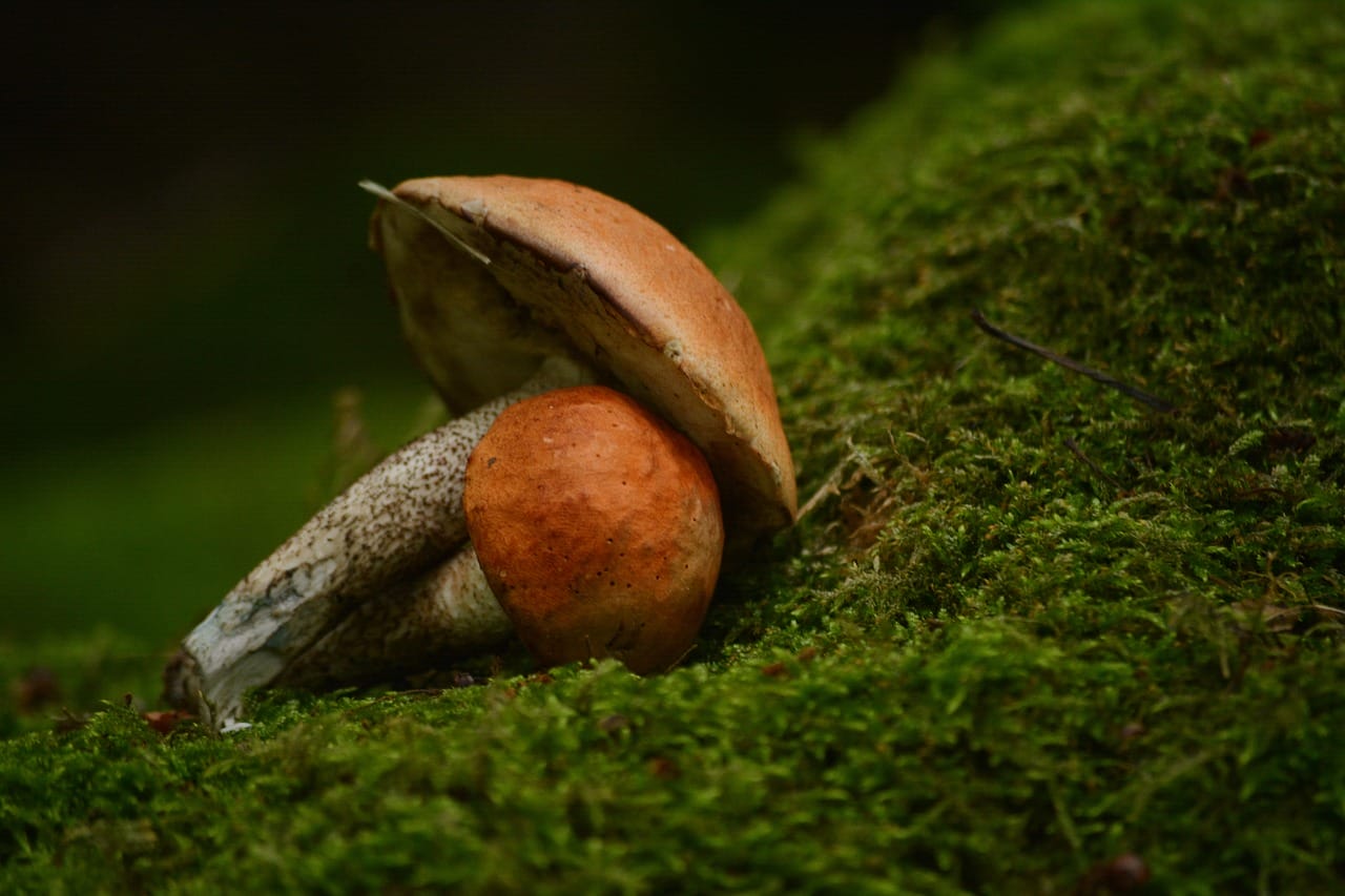 Vancouver Mushroom Dispensary: Five Fresh Shroom Varieties You Must Experience