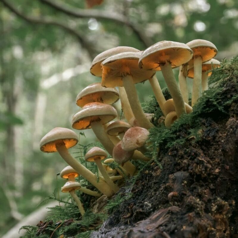 Shrooms online | Magic Mushrooms Vancouver Canada