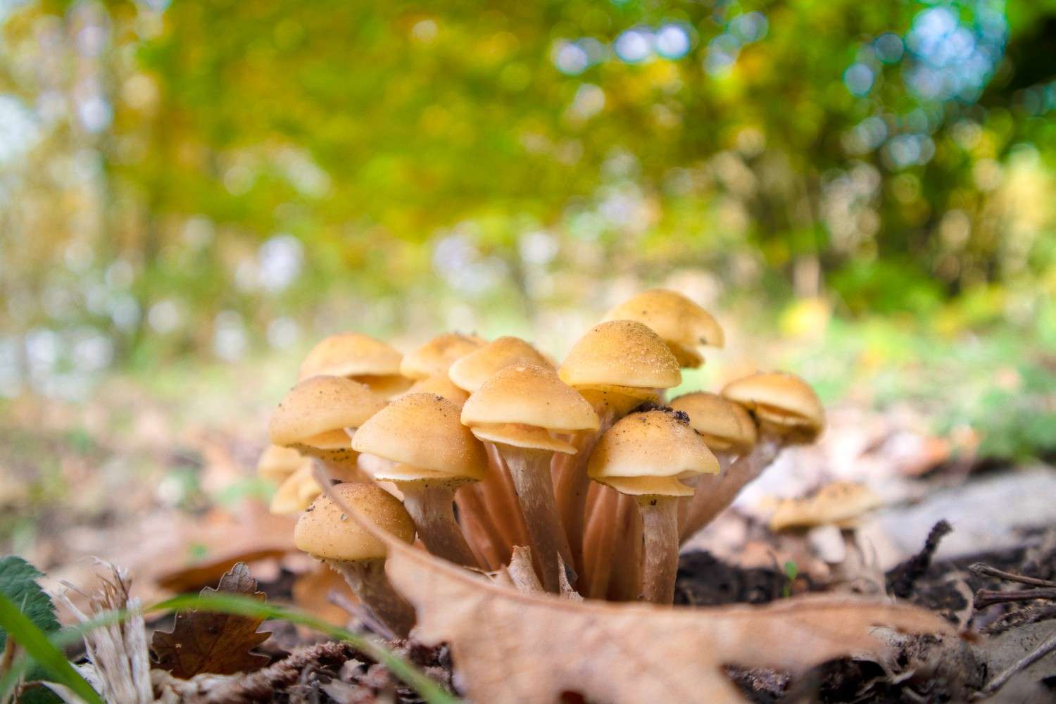 The Global Phenomenon of Microdosing is Expanding the Reach of Psilocybin Mushrooms Beyond Canada