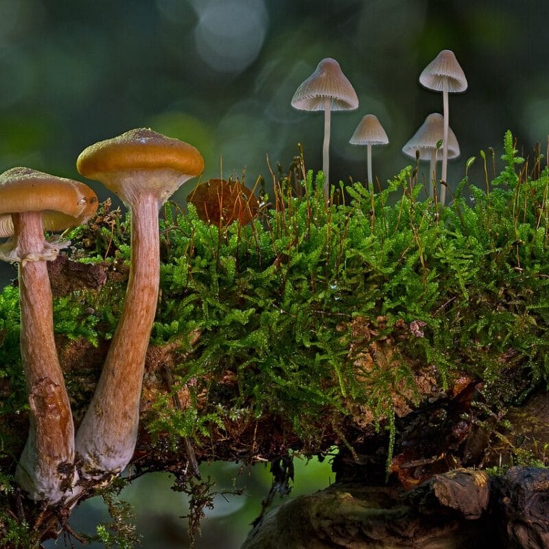 magic mushroom in Canada | Magic Mushrooms Vancouver Canada