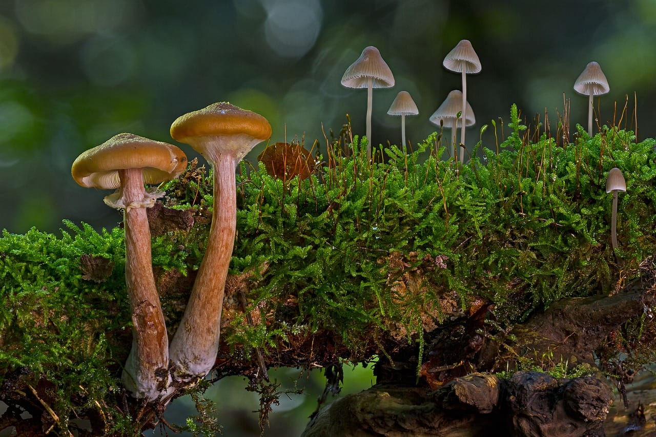 A Large Majority of Canadians Advocate for the Use of Psilocybin in Alleviating Existential Distress