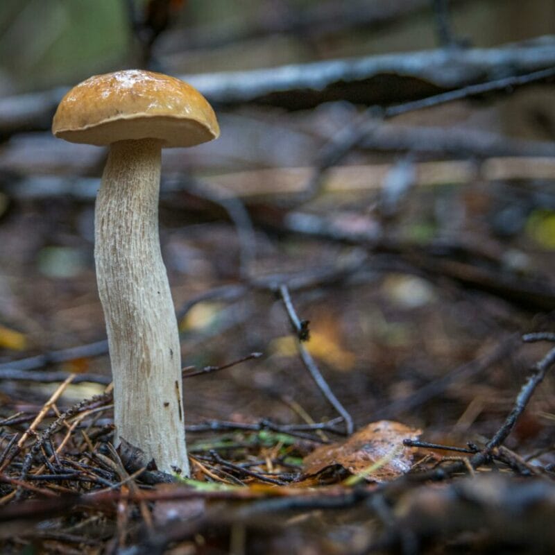 Shrooms online | Magic Mushrooms Vancouver Canada