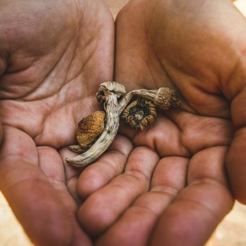 dried shrooms | Magic Mushrooms Vancouver Canada
