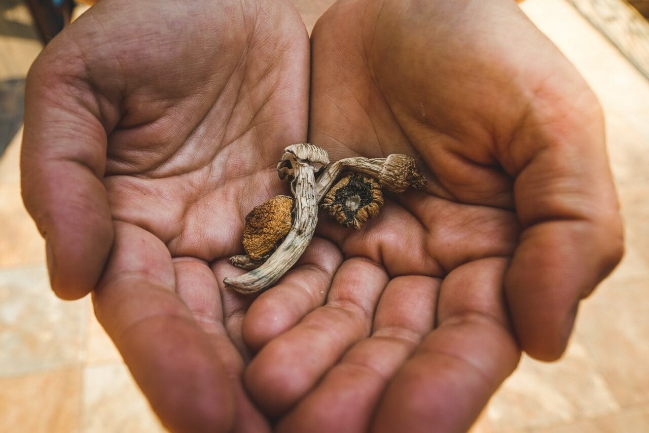 What Makes Dried Mushrooms Different from Other Psychedelic Substances?