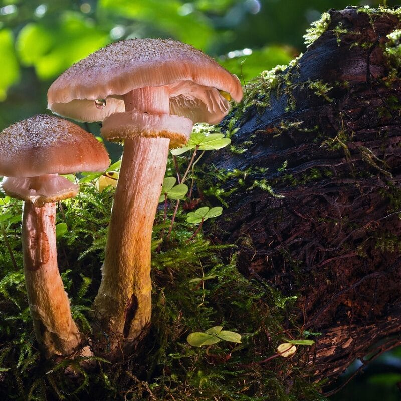 magic mushroom delivery | Magic Mushrooms Vancouver Canada